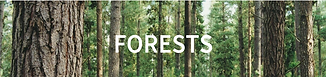 INTERNATIONAL DAY OF FORESTS 2021 4a.png