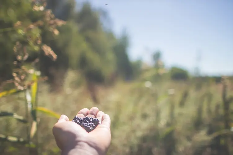 DAY OF FORESTS 2023 5ab.webp