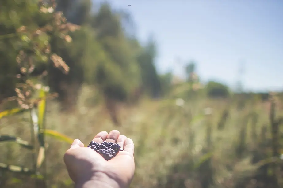 DAY OF FORESTS 2023 5ab.webp