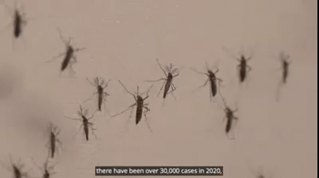 WORLD MALARIA DAY 2023 1ab.gif