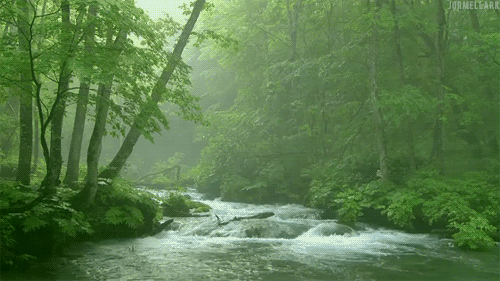 DAY OF FORESTS 2025 3ab.gif