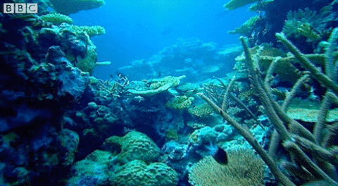 WORLD OCEANS DAY 20251b.gif