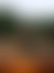 The Day Drake Got Too Fried to Function… and Still Landed Degrassi