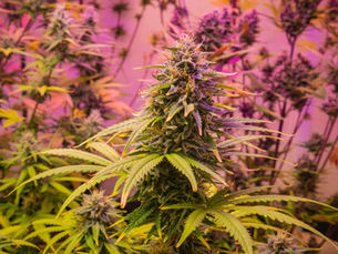 America Just Picked Weed Over Alcohol and the Industry Should Be Nervous