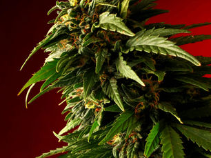 Locked Up for Weed: The Lingering Toll of Cannabis Incarceration in North America