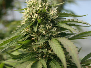 Why Balanced Cannabis Is Making a Comeback