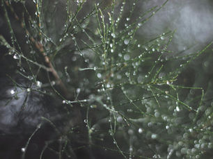 What Is the Myrcene Terpene?