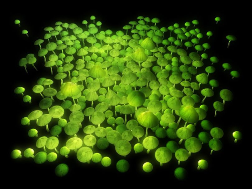 Glowing green mushrooms clustered together on a dark background, creating a luminous, surreal atmosphere.