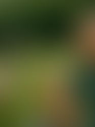 10 High Thoughts About Canada Geese That’ll Have You Questioning Nature