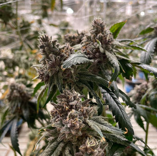 What Is the Oldest Weed Strain? Meet the Cannabis Ancestors Still Getting People High