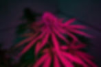 Vibrant pink cannabis plant with long serrated leaves in a dark indoor setting, creating a bold contrast against the shadowed background.