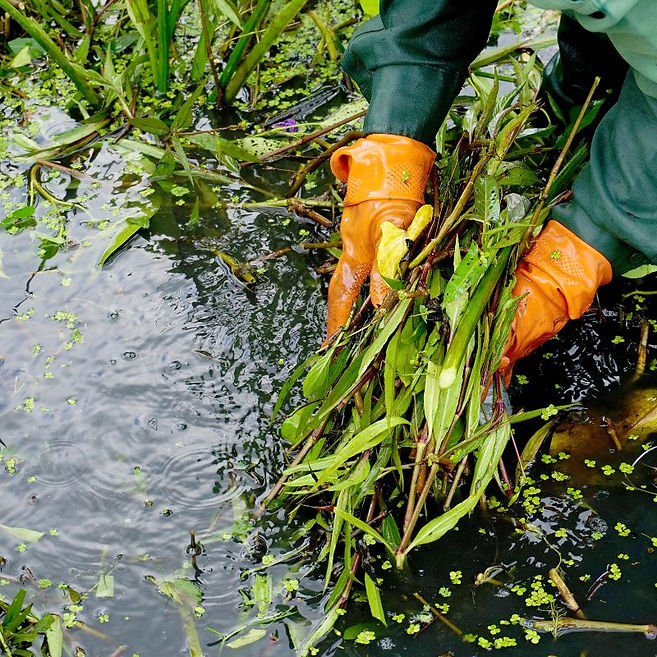 Man-Pulling-Weeds-for-Texas-Pond-Maintenance.jpg