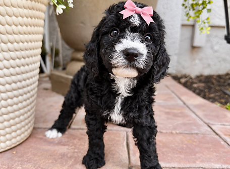 california goldendoodles