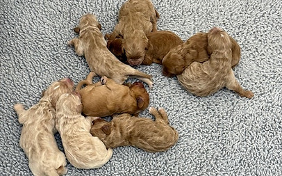 standard goldendoodle puppies