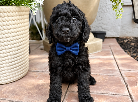black petite goldendoodle