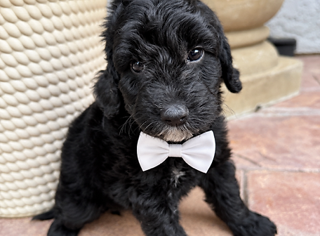 petite goldendoodle