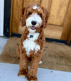 tuxedo goldendoodles