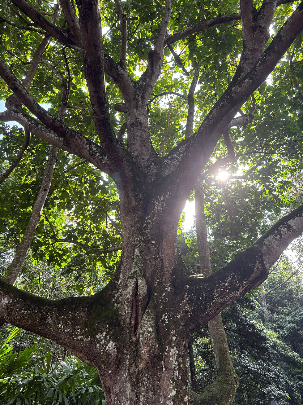 Arbre tropical fissuré dans le jardin botanique de Singapour, symbole du retour à soi.