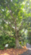 Connexion paisible à la forêt symbolisant la conscience écologique et l’action