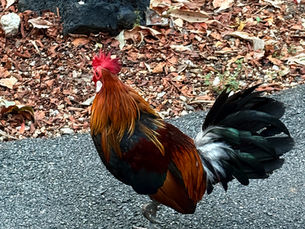 Un coq qui se promène dans le jardin botanique de Singapour