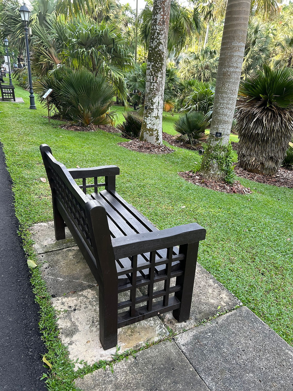 Un banc en bois au sein du jardin botanique de Singapour