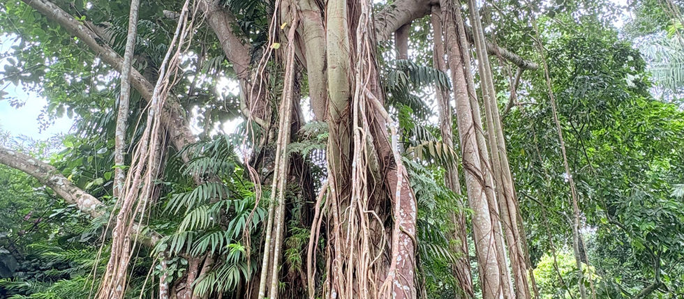 Photo d'un figuier étrangleur dont les racines partent du sommet de l'arbre hôte pour s'enfoncer dans la terre