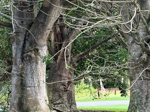 photo de Baobabs
