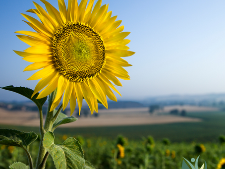 Summer is Coming, and it's Time to Grow Together
