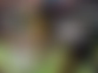 IFL 2025 Week 17: What We Learned