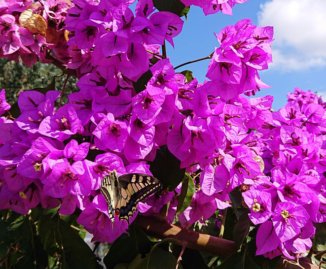 Bougainvillea flowers Oct22.JPG