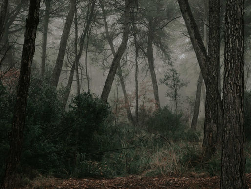 ¿por que decidimos vivir en el bosque