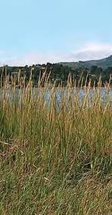 Cord Grass