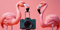 Flamingos making a movie.jpg