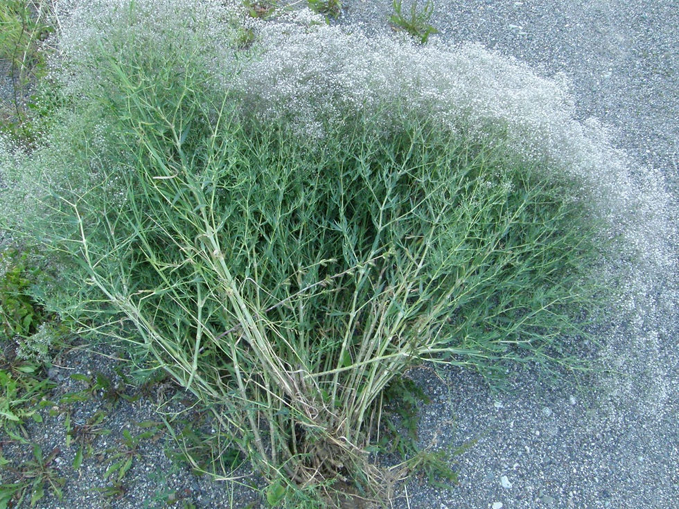 Baby's Breath