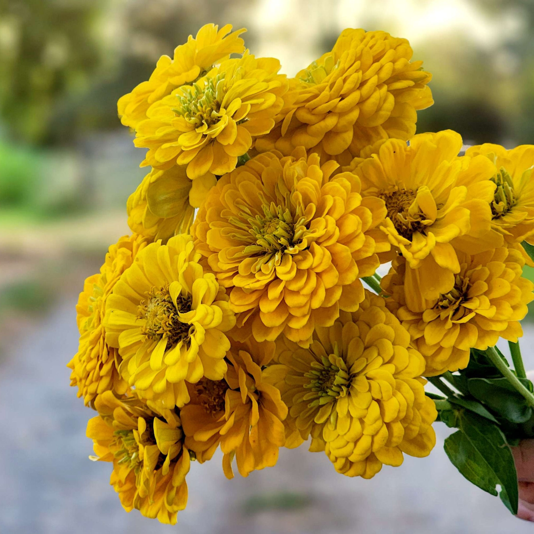 Pre Order Zinnia, Giant Dahlia, Yellow