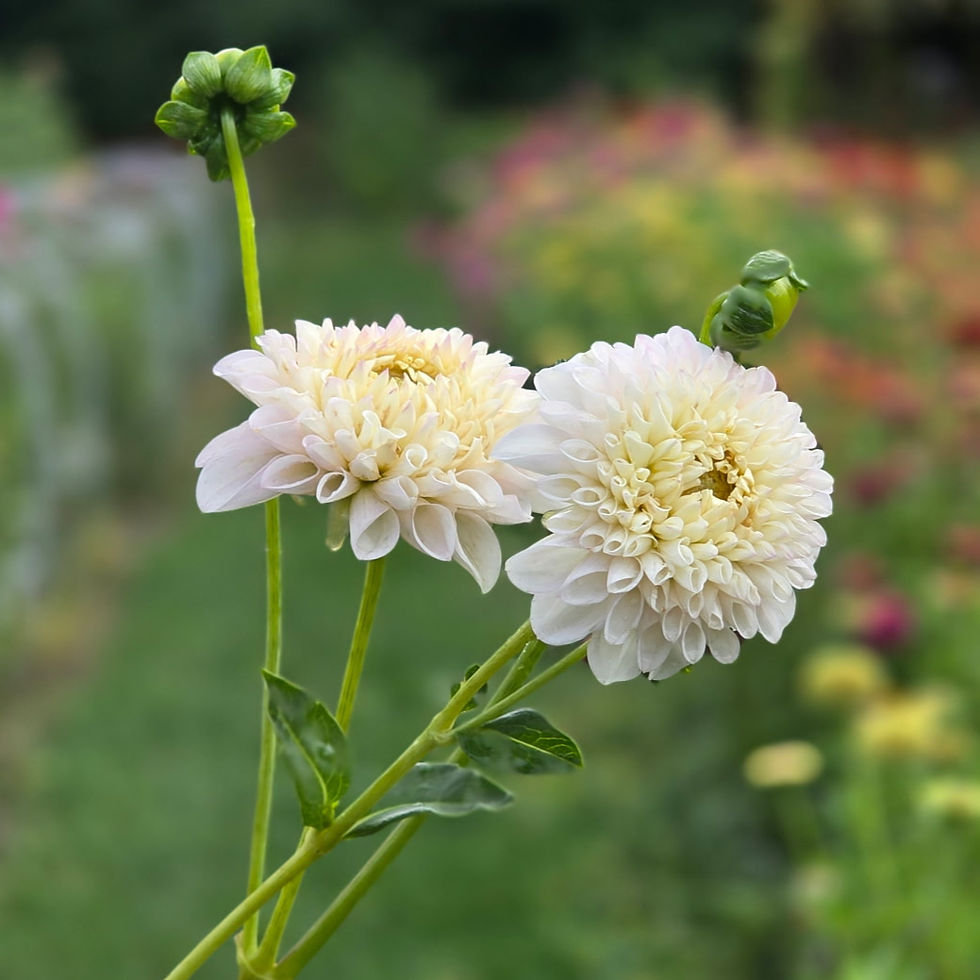 Pre Order Dahlia, Pink Pearl