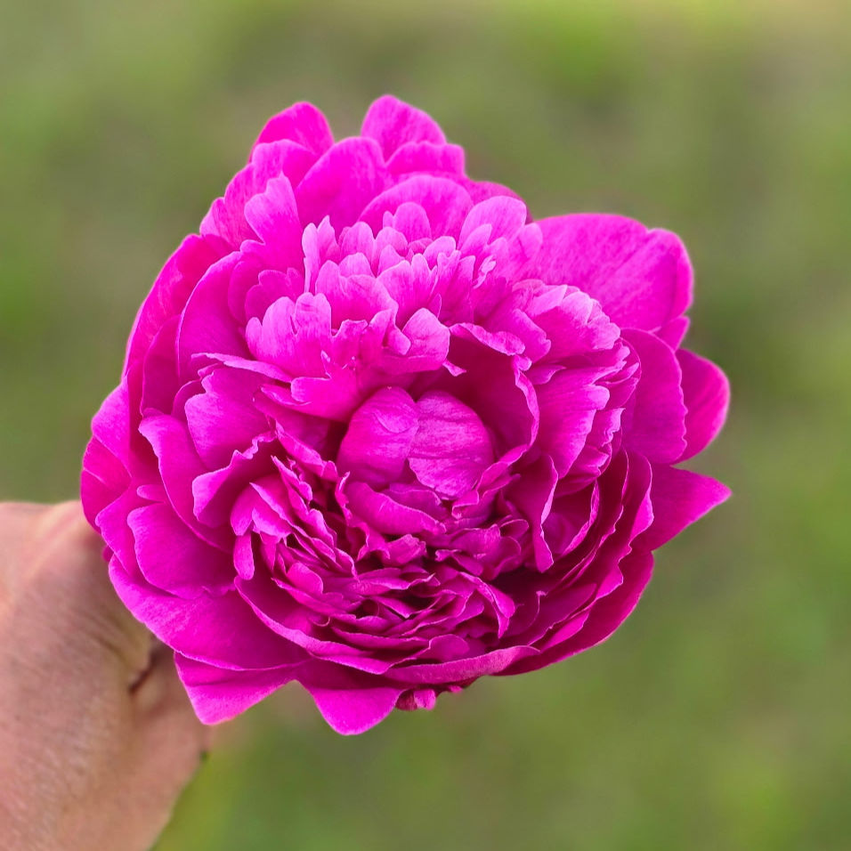 Peony, Deep Pink