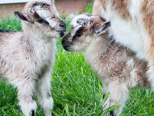 Baby Goats!