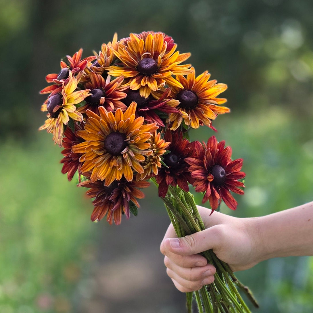 Pre Order Rudbeckia, Sahara - Rust