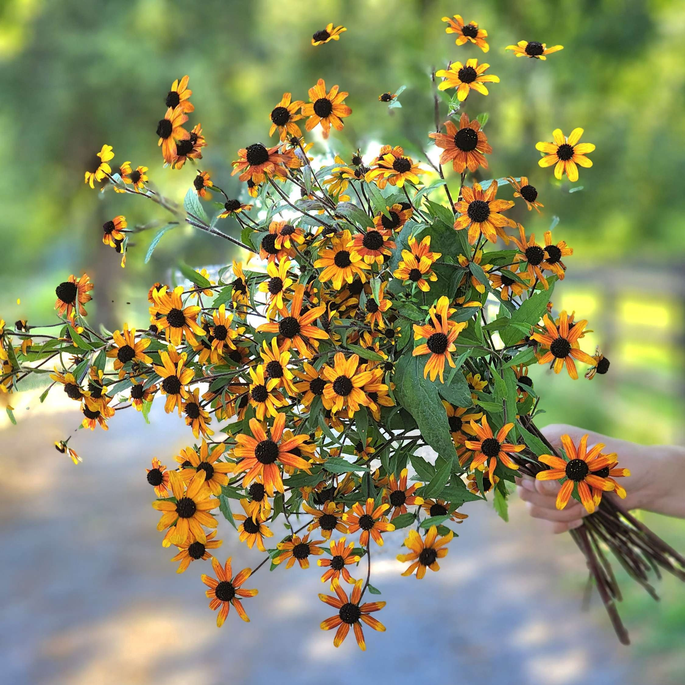 Pre Order Rudbeckia, Trilobia