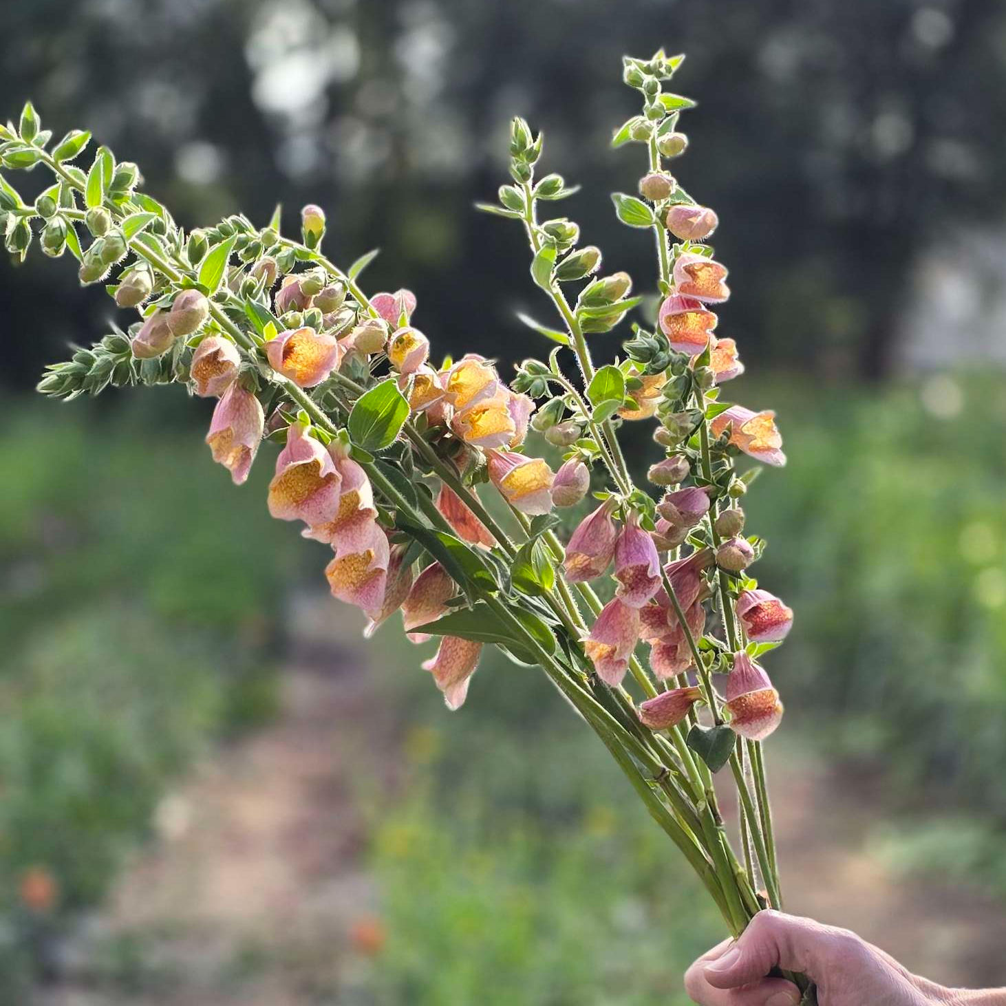 Pre Order Digitalis, Apricot Beauty