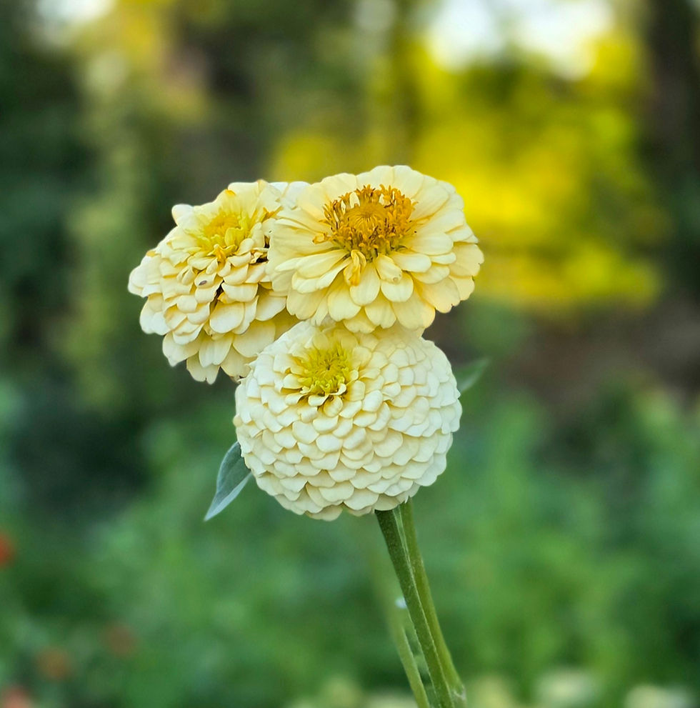 Thumbnail: Pre Order Zinnia, Small Ivory
