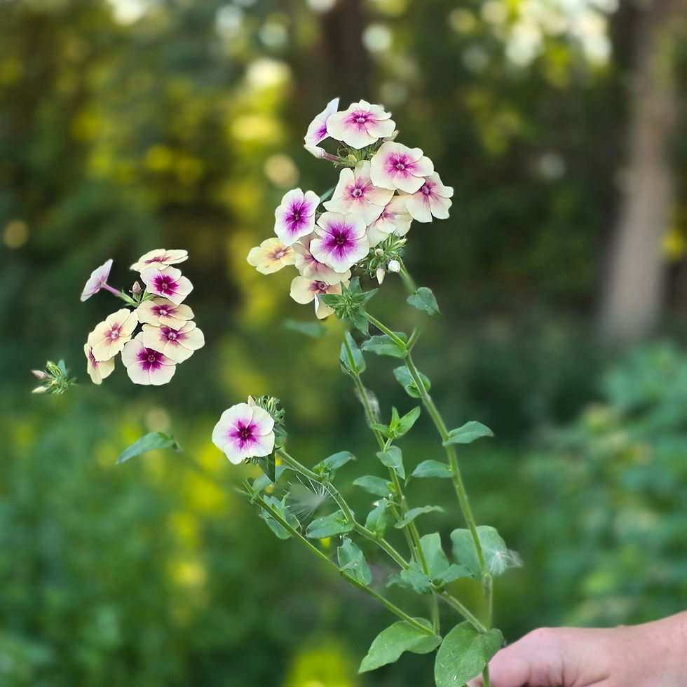 Pre Order Phlox, Cherry Caramel