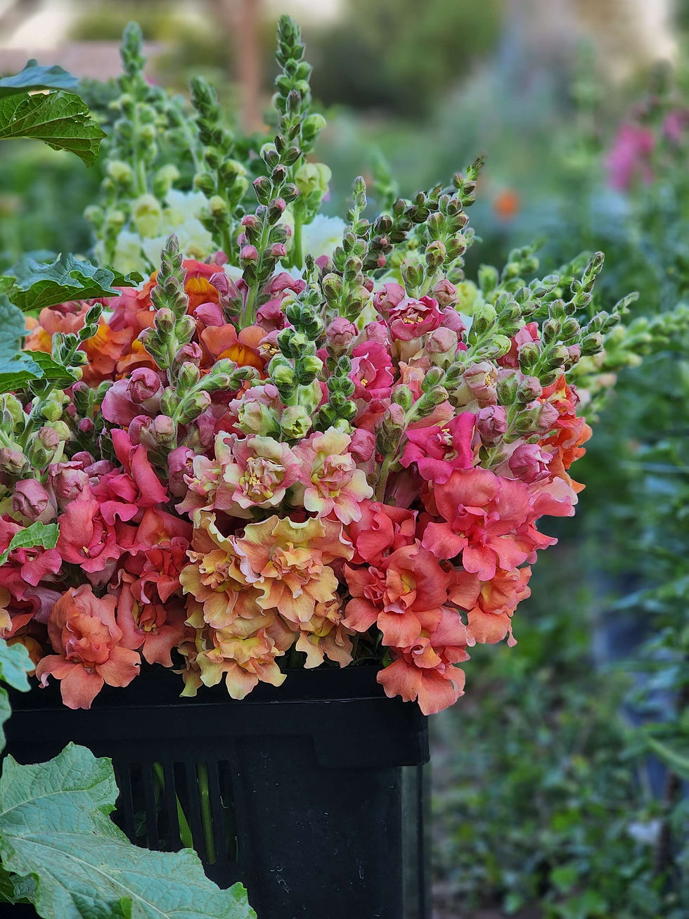 No matter what your vision is for your wedding, fresh flowers always look incredible!