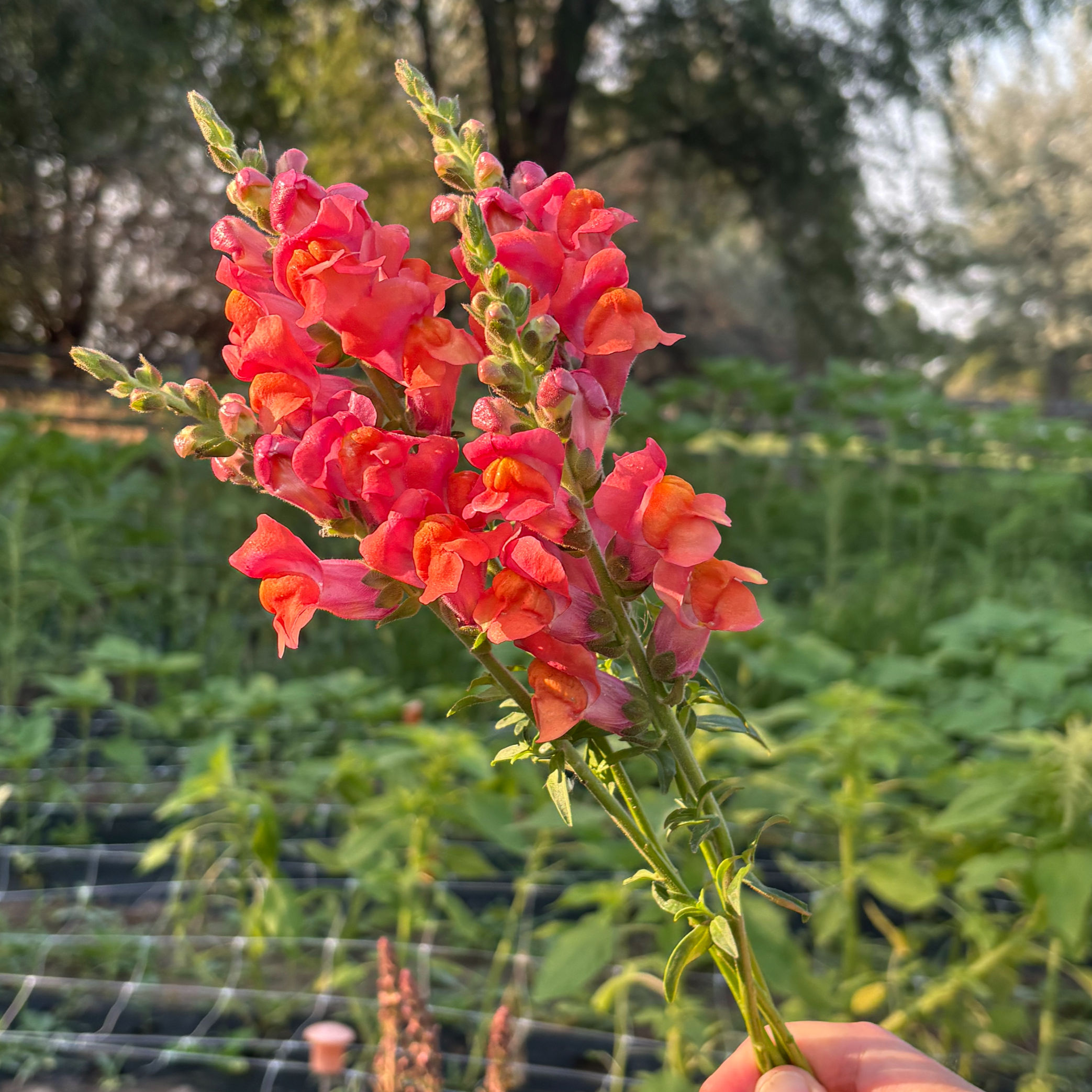 Snapdragon, Monaco Orange