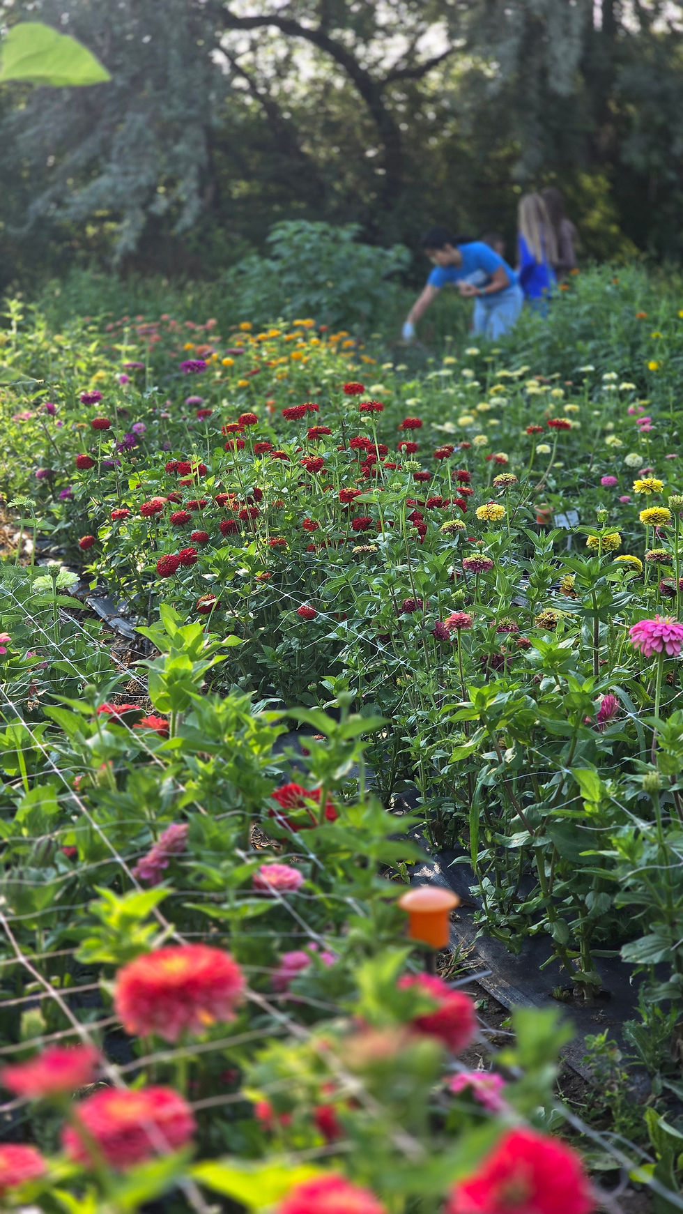 So many gorgeous Zinnias ready for harvest!