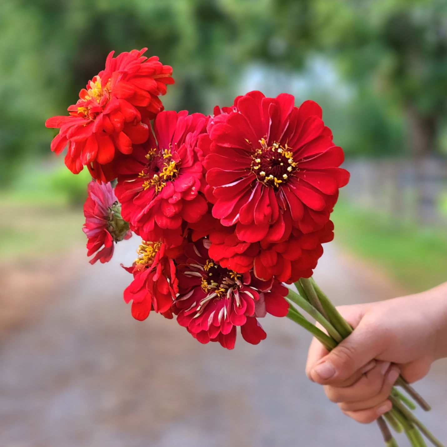 Pre Order Zinnia, Giant Dahlia, Scarlet