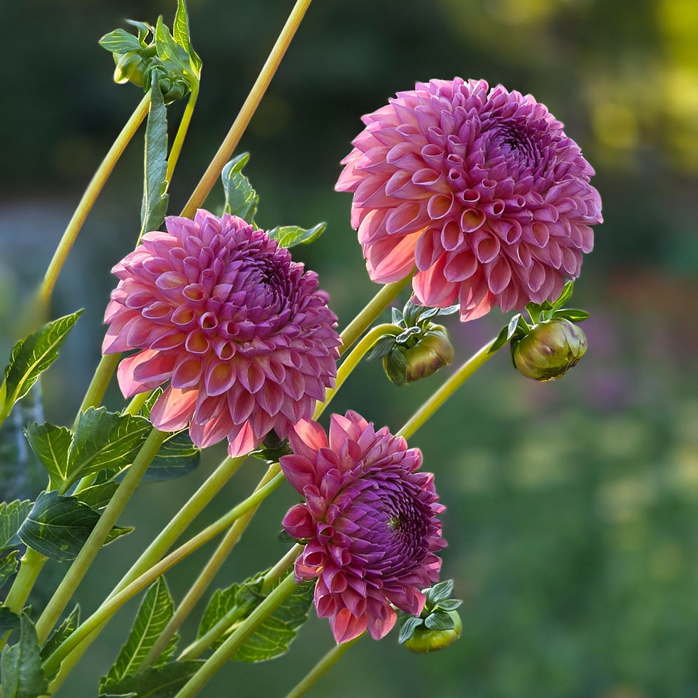 Pre Order Dahlia, Jowey Winnie