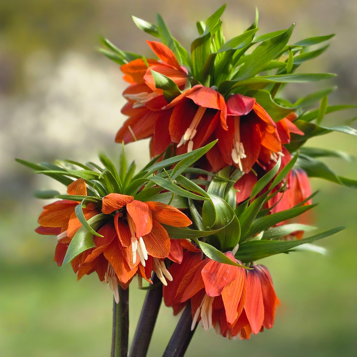 Pre Order Fritillaria, Crown Imperial