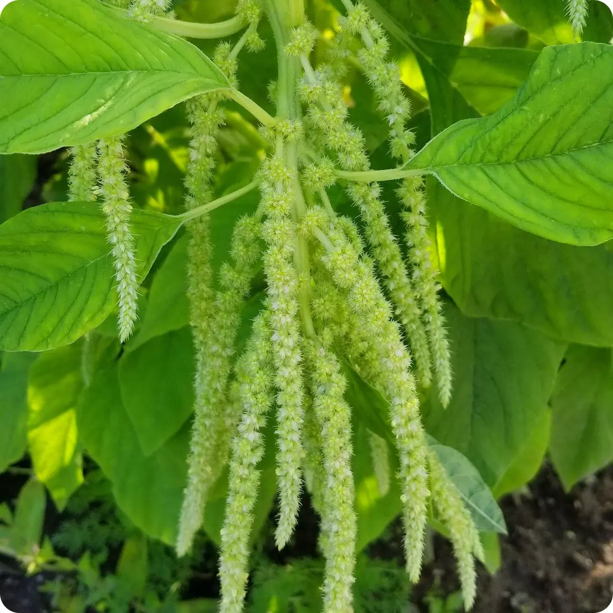Pre Order Amaranth, Green Tassel